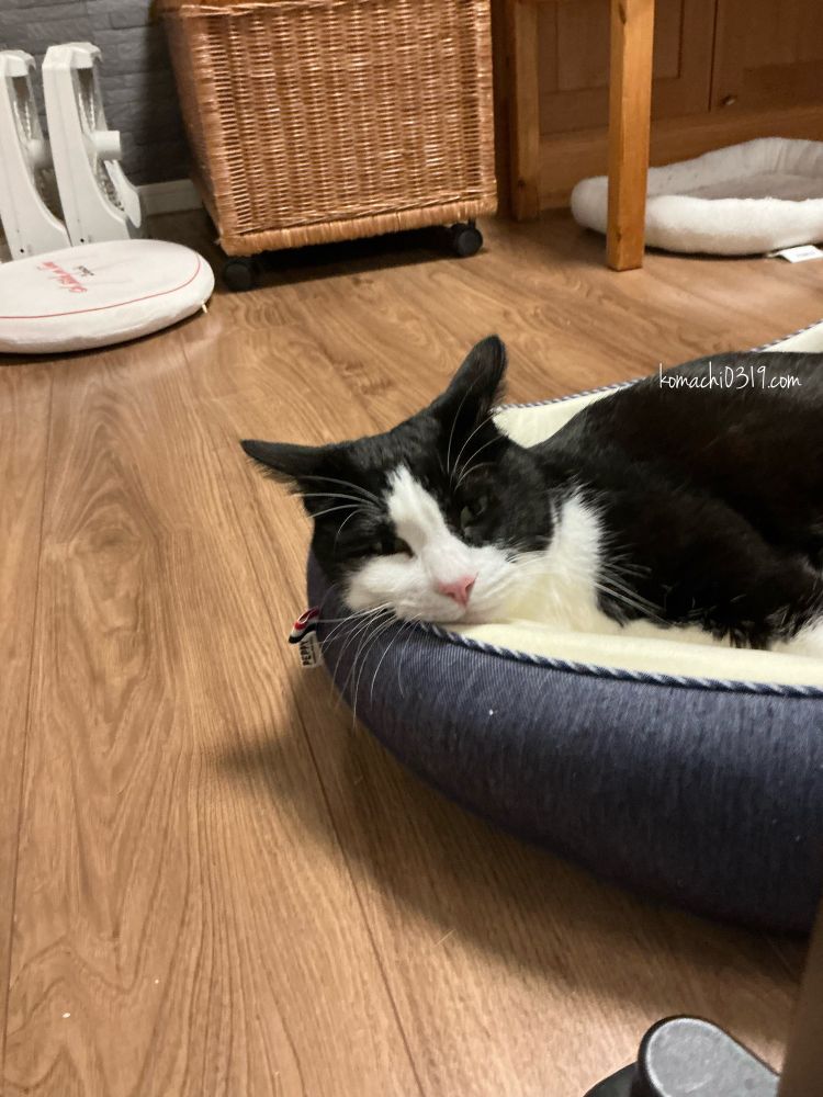 疲れた風のはっちゃん。