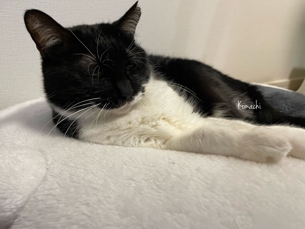 寝起きで一段と不機嫌なななちゃん。