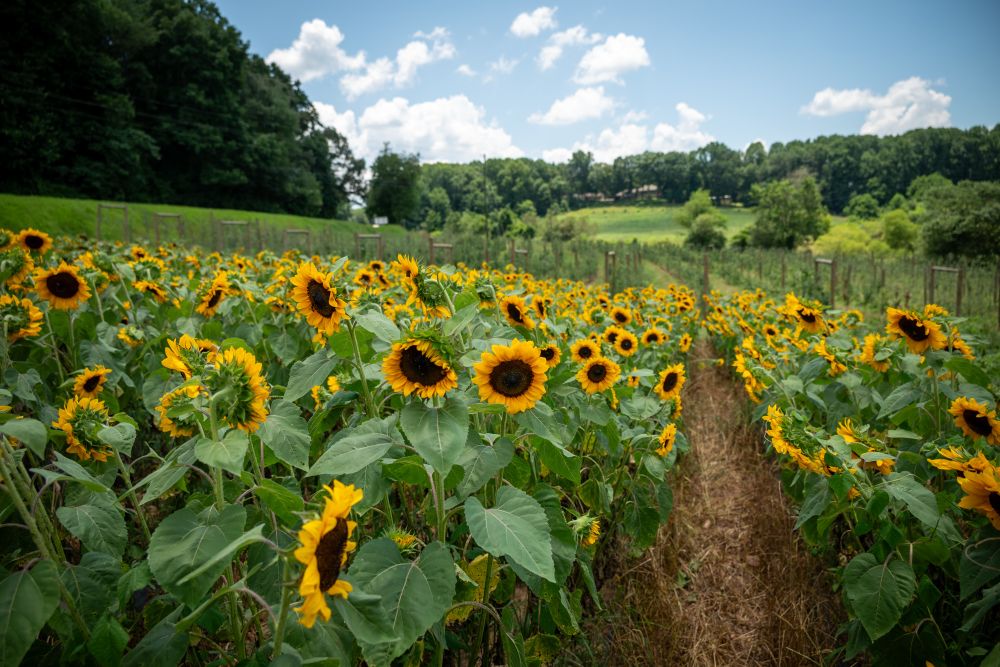 A field of sunflowers beside orchards and beneath a blue sky.