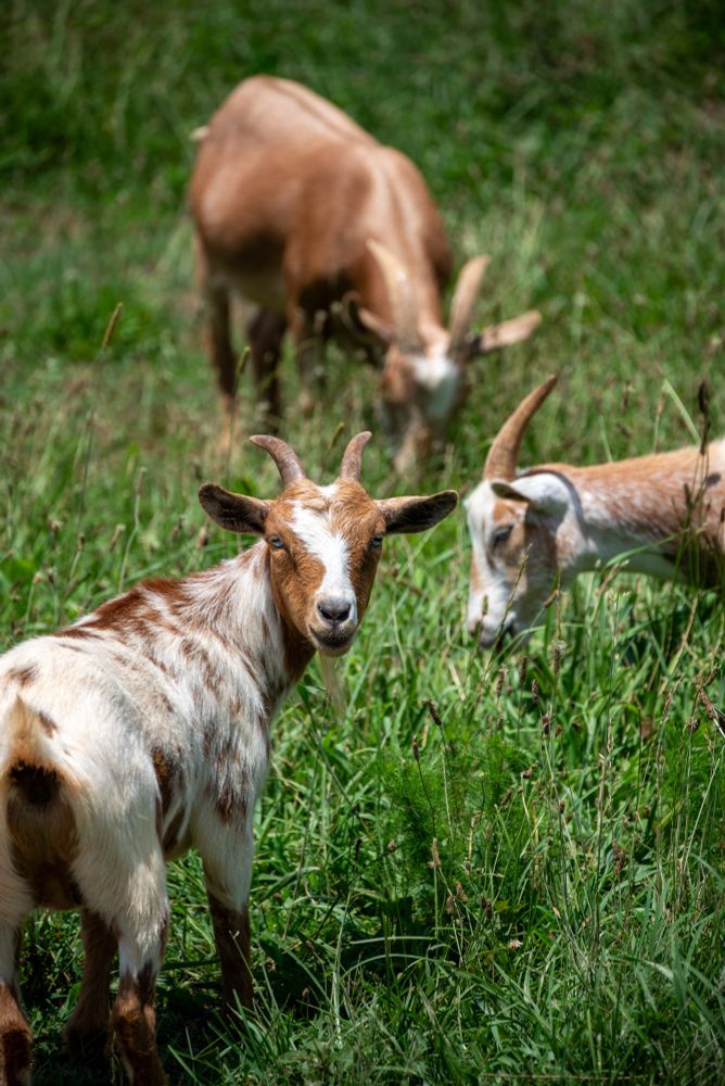 Three goats snacking on grass with one looking back at the camera.