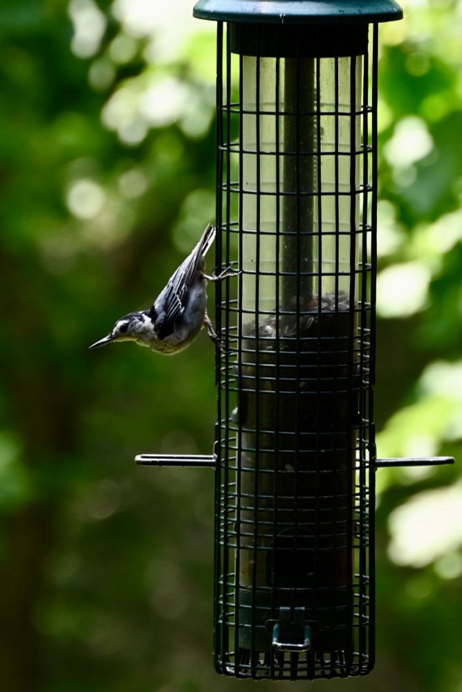 White-breasted nuthatch on the side of a bird feeder.