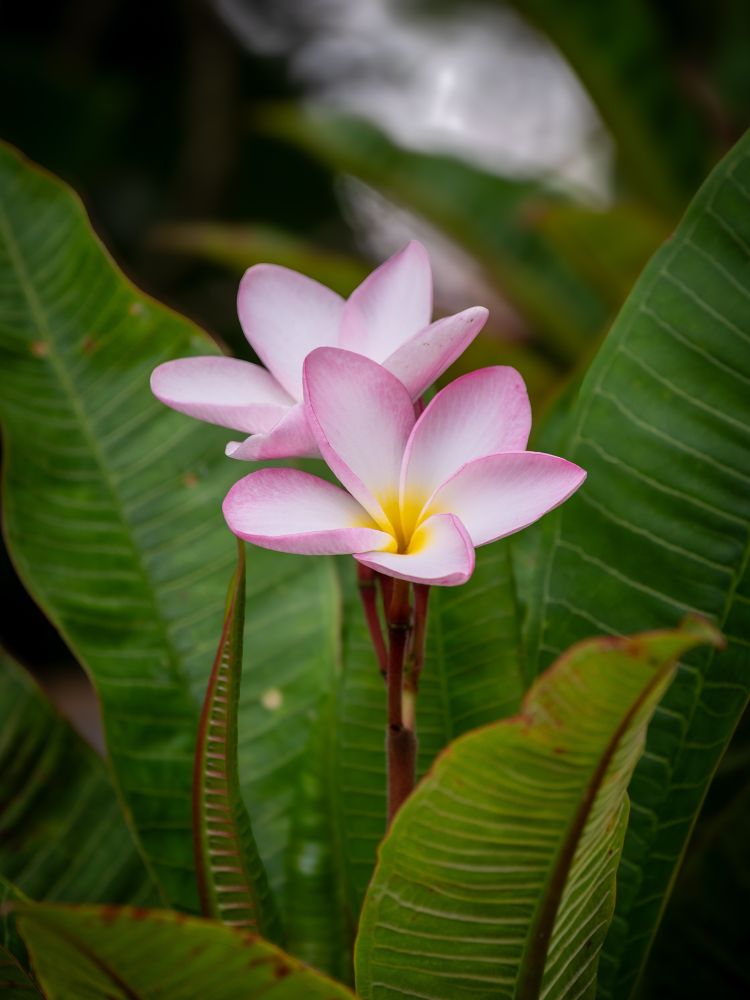Two pink, white, and yellow plumeria blooms surrounded by green leaves.