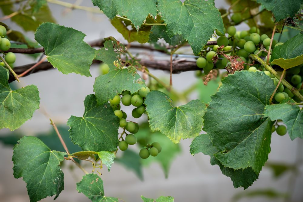 Grapes on a vine. 