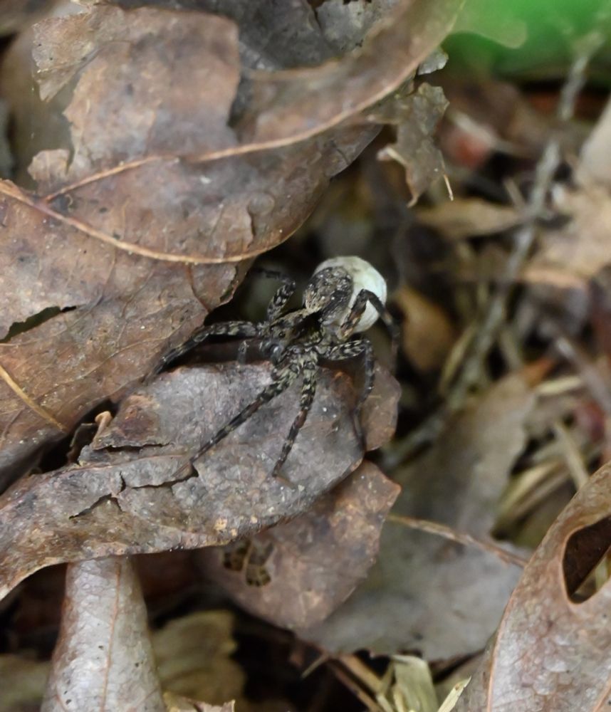 Wolf spider with an egg sack on brown leaves.
