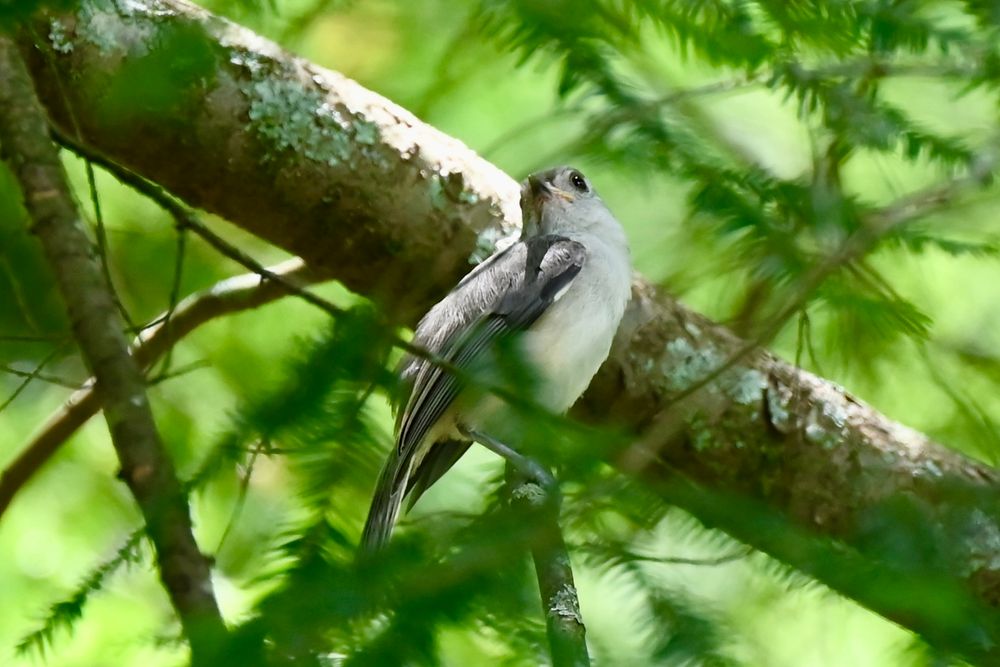 Tufted titmouse in a tree.