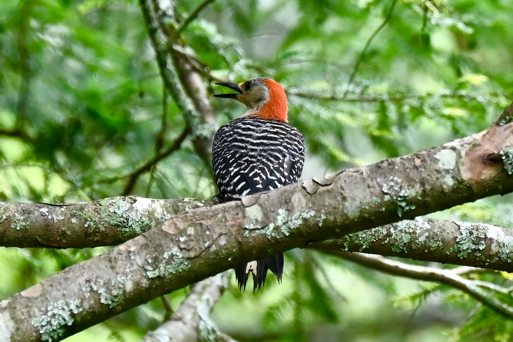 Red-bellied woodpecker sitting on a branch.