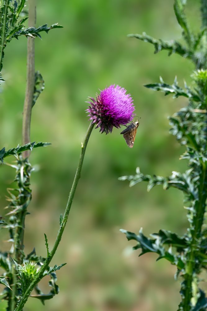 A skipper on a thistle. 