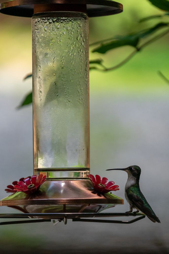 A hummingbird sits still on a feeder.