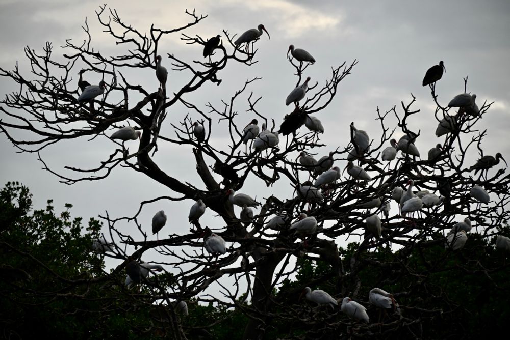 Bird Island in Coffee Pot Bayou, St. Petersburg, FL