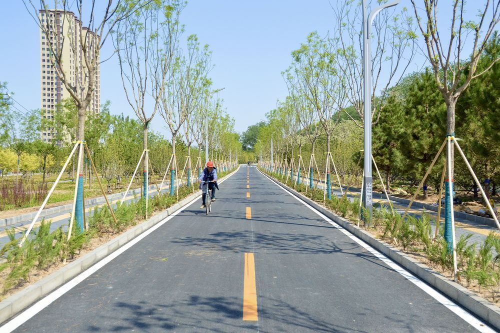 cycle lane between trees