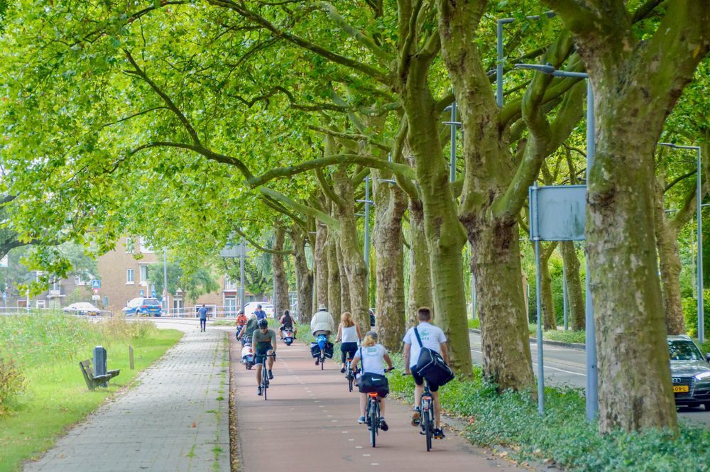 Large number of people cycling laong a cycle path shaded by large trees