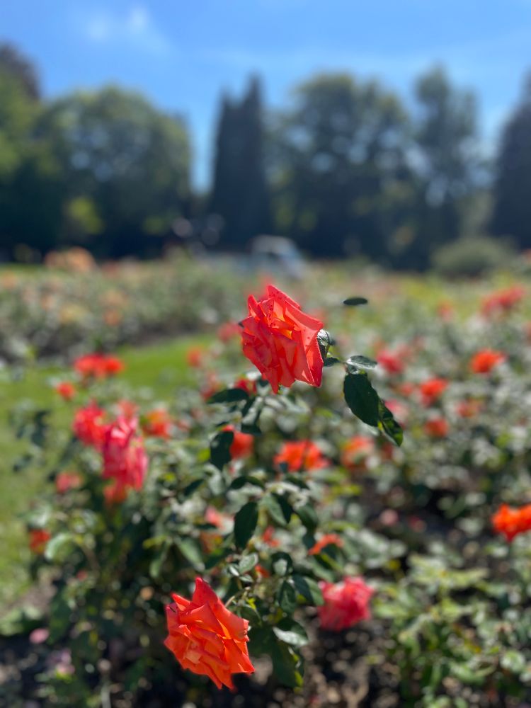 Orange roses in a rose garden full of many varieties.