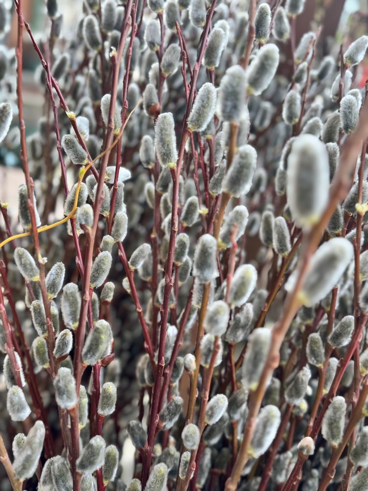 Photo is of a clump of pussy Willow tree branch’s. 