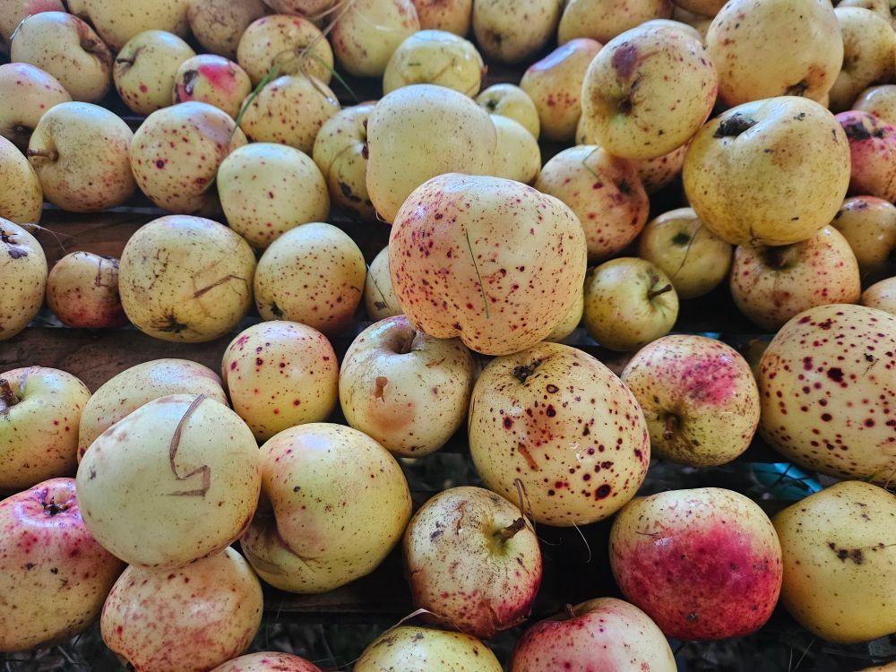 Sweet Coppin apples waiting to be washed