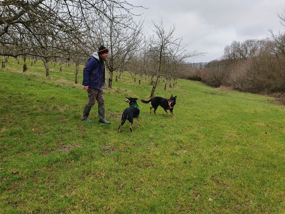 Paul standing at the bottom of the orchard and the two black & tan dogs are looking up at him.