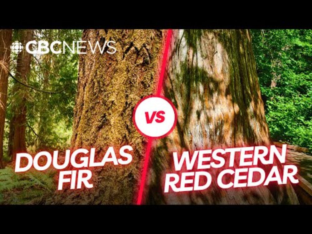 Two titans. One winner. Meet the finalists for B.C.'s best tree