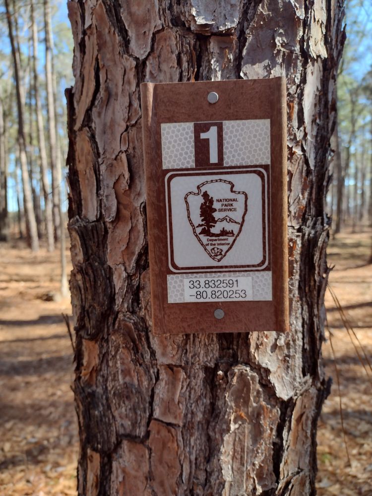 Closeup of a pine tree trunk with a National Parks Services marker nailed to it