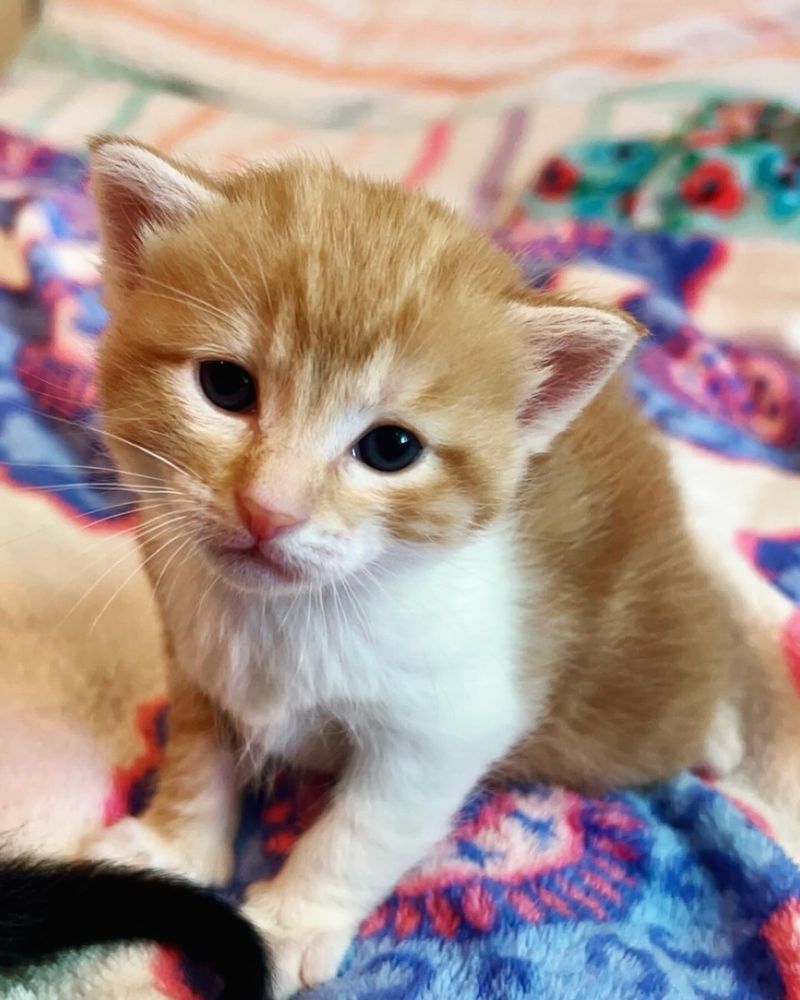 A tiny orange and white kitten.