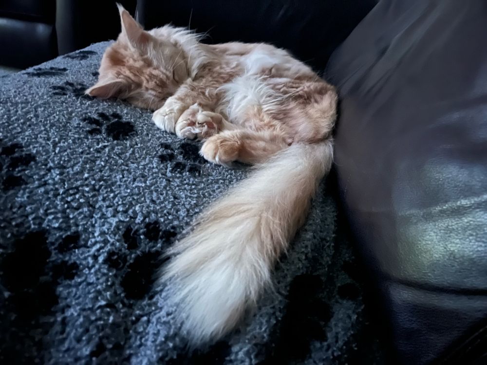 Maine Coon cat sleeping on the sofa, covering her eyes with her paws, proudly showing off her giant tail. 