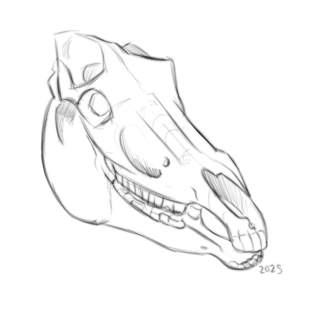 Sketch of a horse skull done for study 