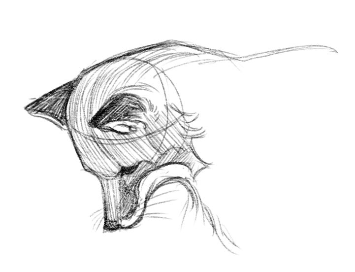 Sketch of a fox looking down 