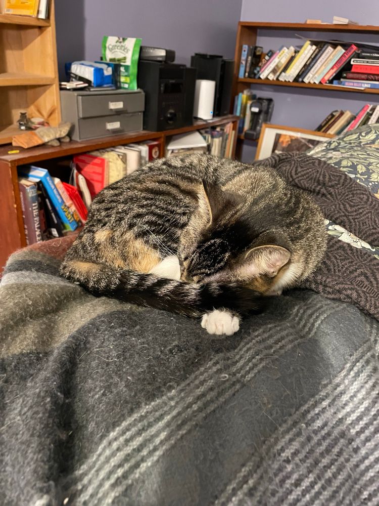 Yellowy-black tabby cat with an orange patch on her flank is curled perfectly round, her tail over one eye and her little white paw, sleeping on a throw on top of the couch and semiotically remarking that the room is chilly.