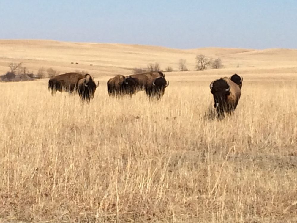 Listen to lessons from the Kansas ground, advises Haskell author in recent book • Kansas Reflector