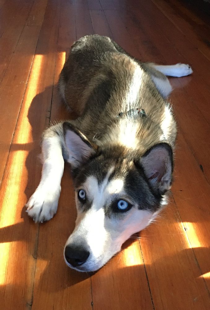 Qila the husky laying on the floor in the sun.