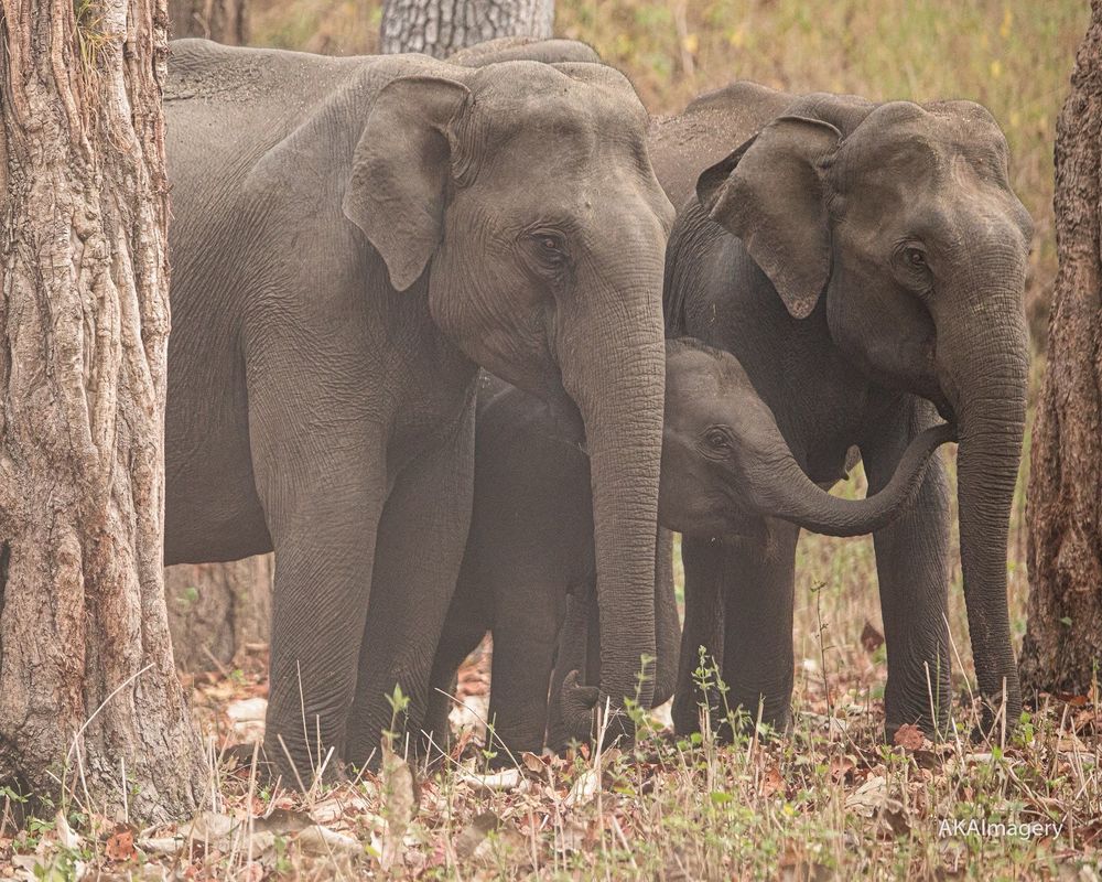 Two elephants and a calf in a foggy morning