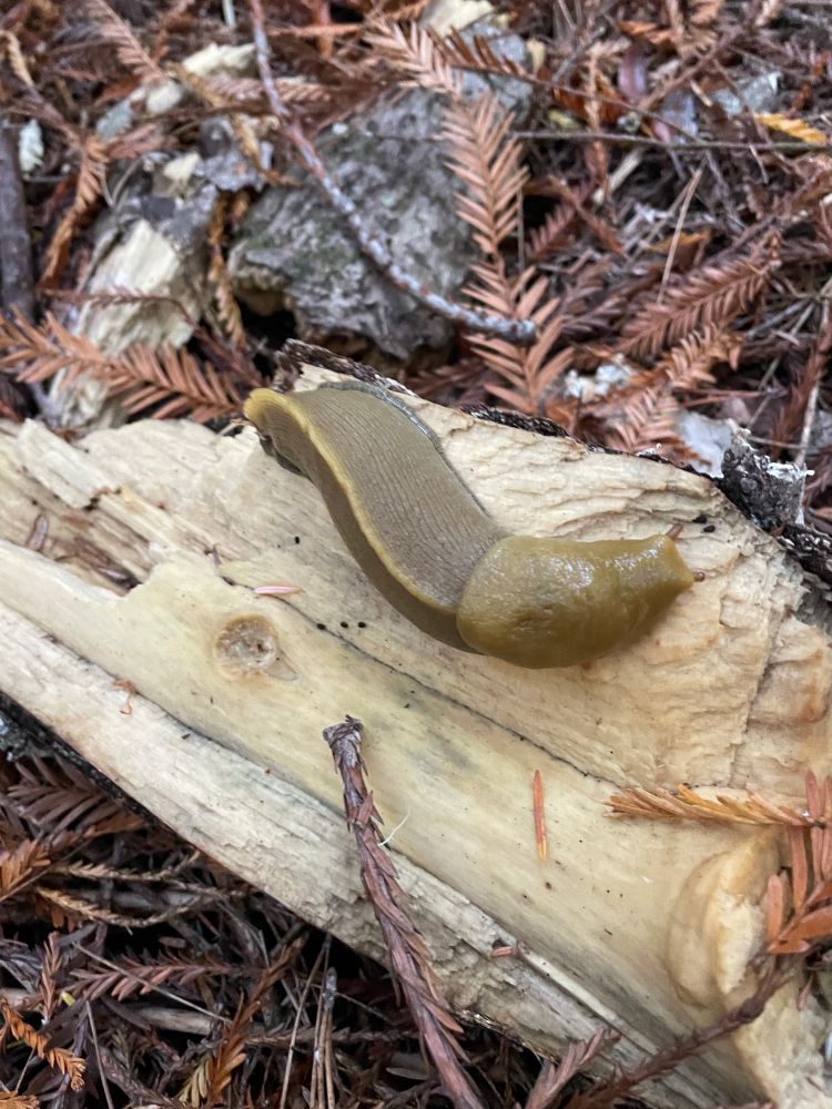 banana slug on wood