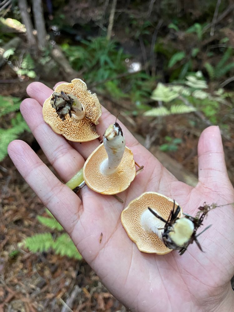 3 hedgehog mushrooms on a palm