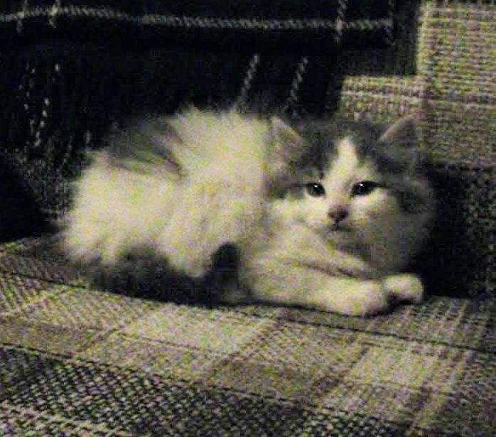 My baby boy. A tiny little white and grey kitten who grew up to became the one who let me cry all over him when I was down and who was always there for cuddles when I needed them