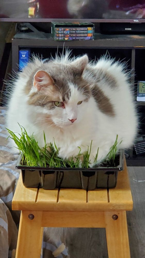 My large white and grey cat, Zooey, sitting in a tray of cat grass I grew for them. He's easily as large as the tray, which is use for starting seeds in the spring before planting. He decided it would make a comfy place to perch rather than eating it.