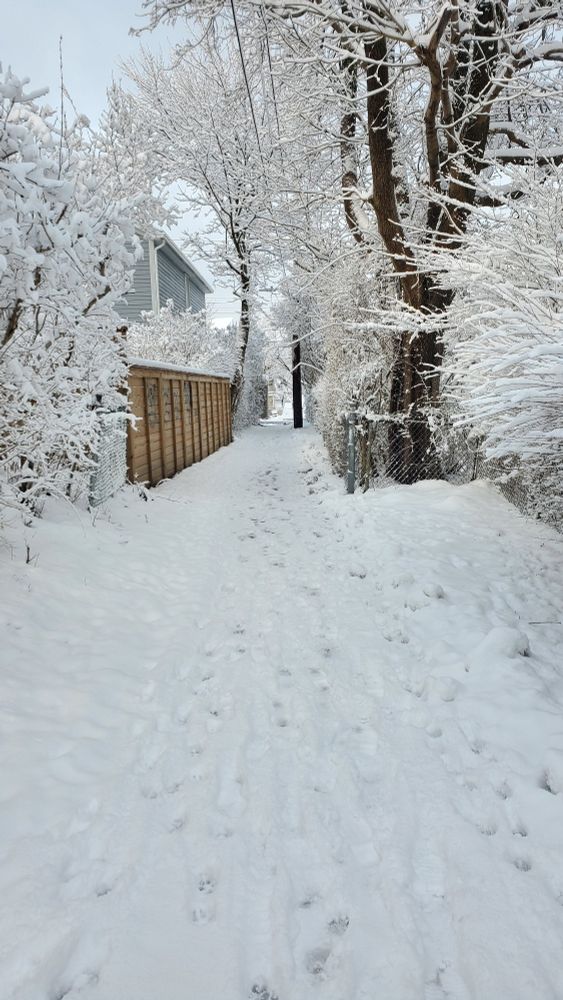 It's a small pedestrian pathway and all the tree branches are heavy with fresh, pure white snow. The branches hang overhead under it's weight. The dark brown of a tree's large trunk, and the lighter brown of a wooden fence, are really all that contrasts against the snow