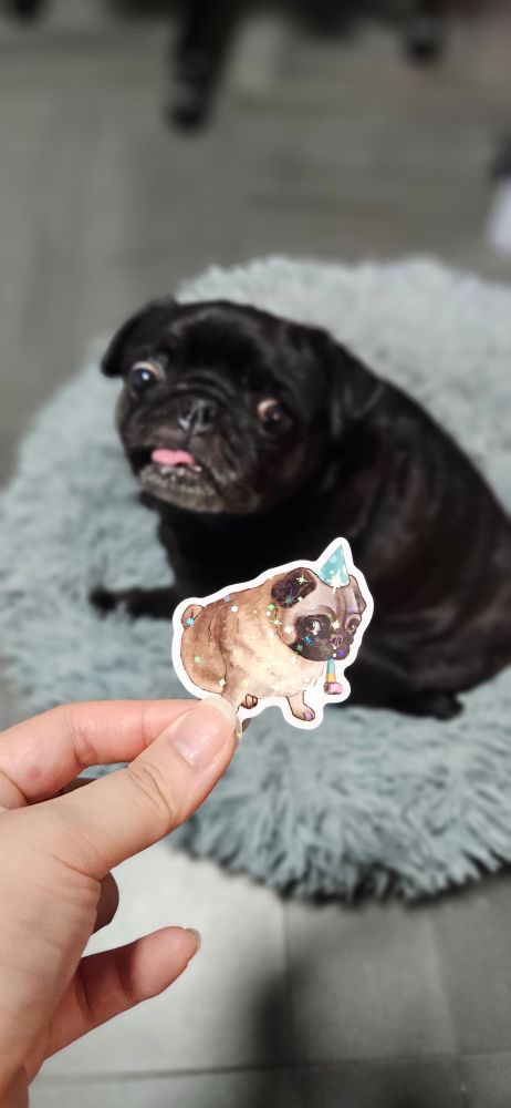 Pearl, a black pug looking at a starry holographic sticker of a fawn pug in a party hat.