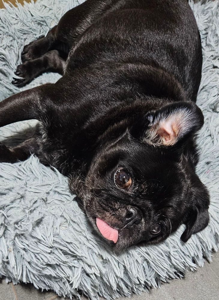 Tiny black pug laying on her side with her tongue out and one ear up. Her bed is a fluffy blue donut bed.