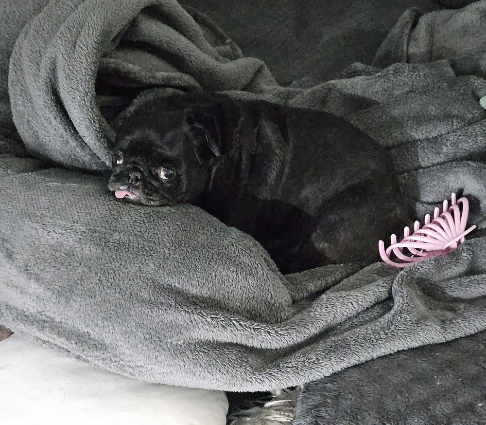 Black pug on a nest of blankets looking sad 