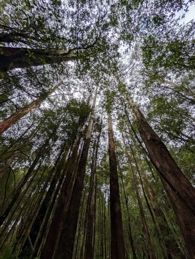 Tall trees in a forest. Location: The Otways in Victoria, Australia 