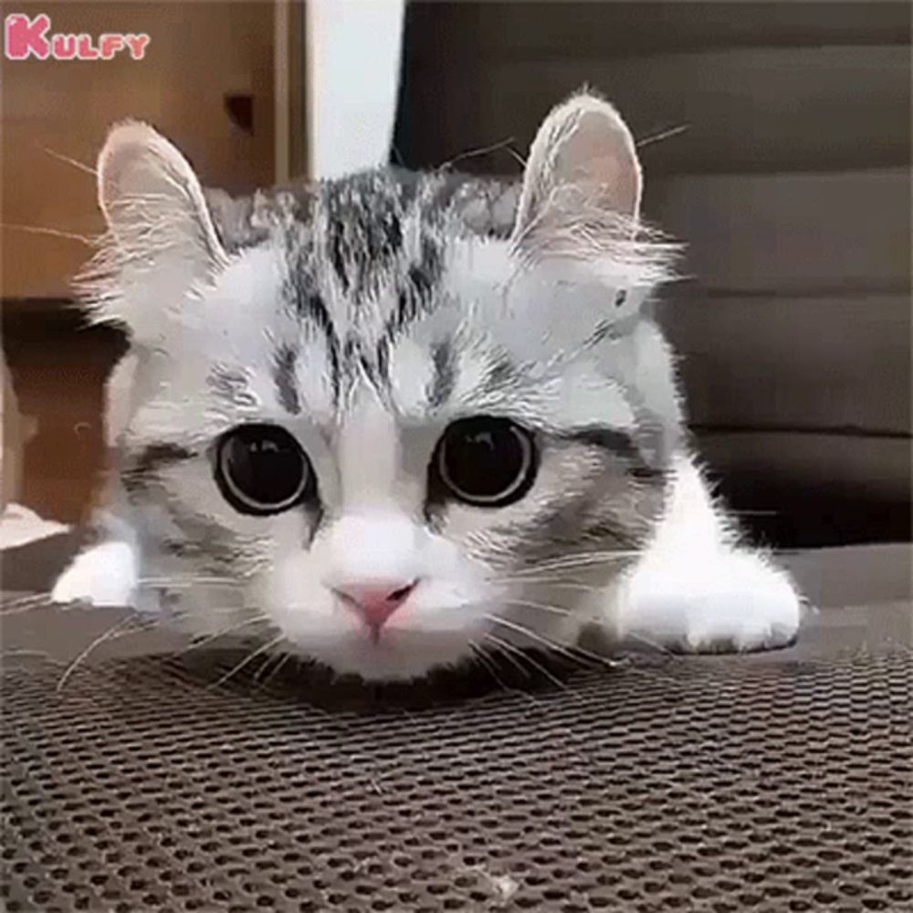 a cat is laying down on a chair and looking at the camera with big eyes .