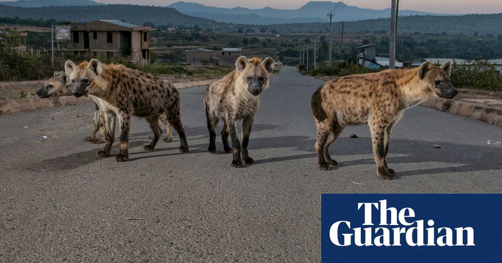 The hyenas of Harar: how a city fell in love with its bone-crunching scavengers