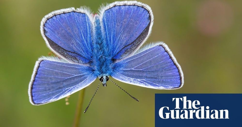 ‘Butterfly emergency’ declared as UK summer count hits record low