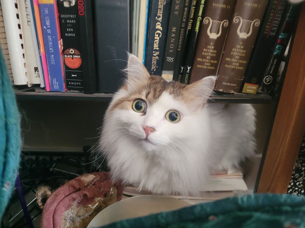 A small fluffy cat with huge eyes looking up at the camera, maybe a little nervous.