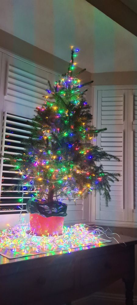 Potted Christmas tree with lights in the sitting room. Still going strong at the end of January.