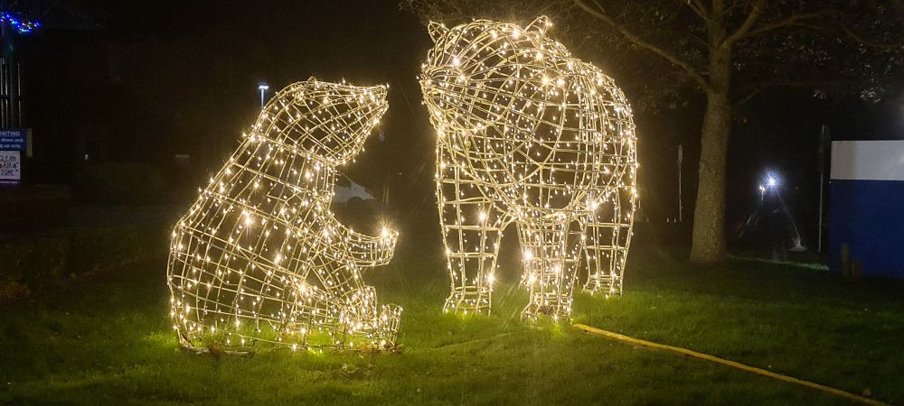 Illuminated polar bears at Royal Devon hospital Exeter