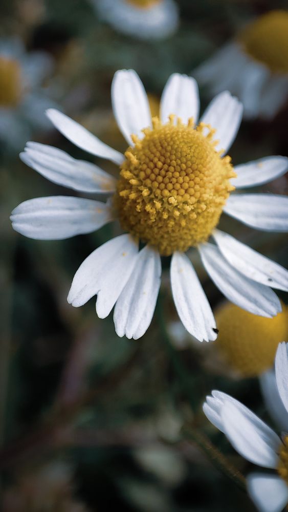 https://w.wallhaven.cc/full/7j/wallhaven-7jgvwo.jpg

A close-up of a daisy with white petals and a yellow center, showcasing natural beauty and intricate details.

#wallhaven #daisy #flower #nature #close-up #macro_photography #white #yellow