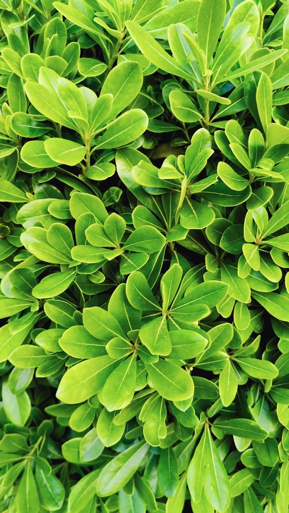 https://w.wallhaven.cc/full/vp/wallhaven-vpxj5p.jpg

Close-up of vibrant green leaves creating a lush, fresh atmosphere.

#wallhaven #greenery #foliage #leaves #lush #nature #vibrant #fresh