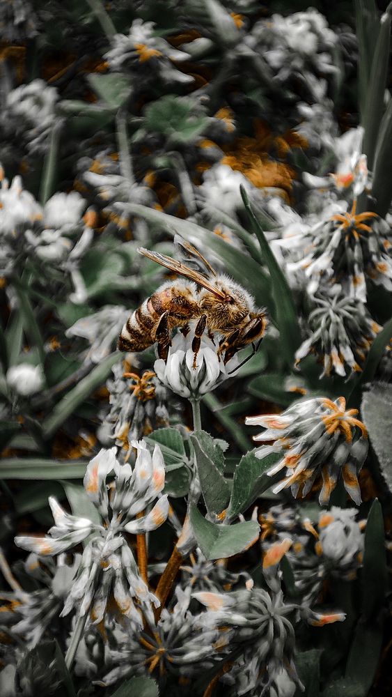 https://w.wallhaven.cc/full/zp/wallhaven-zpg7ow.jpg

A bee on a flower surrounded by blurred foliage, highlighting vibrant and detailed natural elements.

#wallhaven #bee #flowers #nature #macro_photography #vibrant #detailed #natural