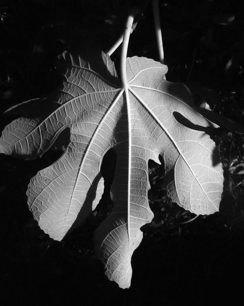 Fig leaf in hard light. The veins of the leaf are prominent, bg is almost purely dark creating a huge contrast - in black & white