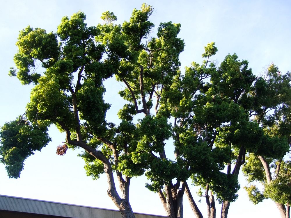 4 trees in line. These are in a parking lot for Willow Glen dtown plaza