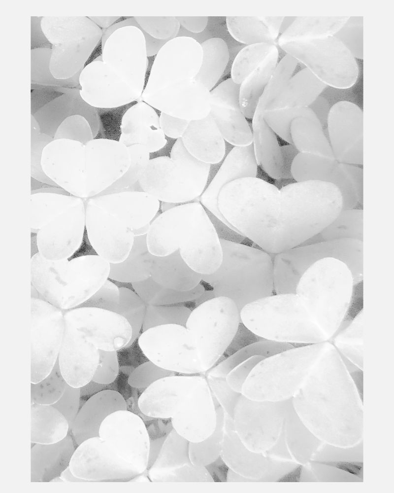 Leaflings that look like hearts all over a photo; left side is illuminated more